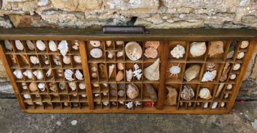 Large Antique Shell Display Drawer