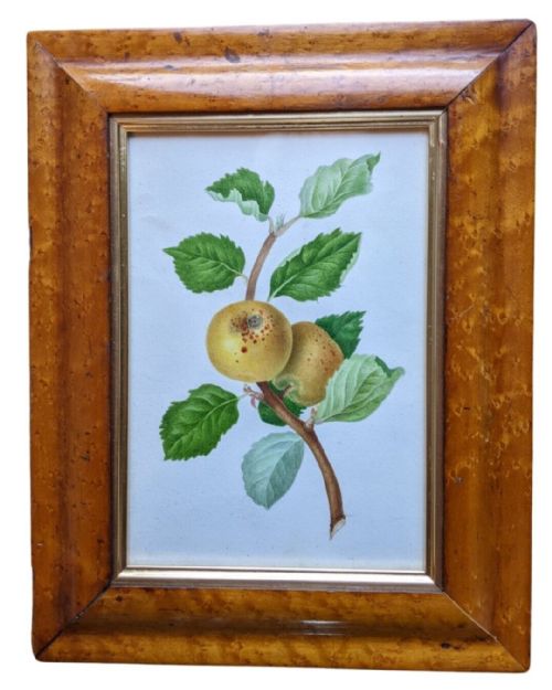 Antique Botanical Watercolour Quince Maple Frame 19th Century