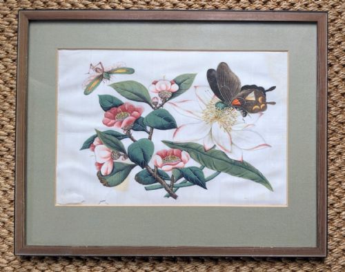 Chinese Botanical Watercolour Pith Painting Qing Dynasty
