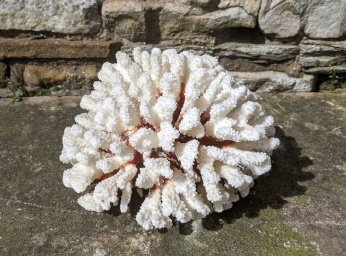 Coral Specimen Brown Stem White Cat's Paw