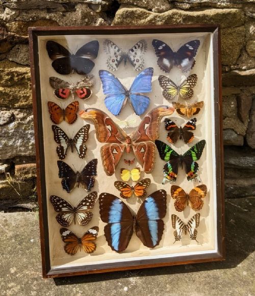 Antique Butterfly Moth Specimens Cased