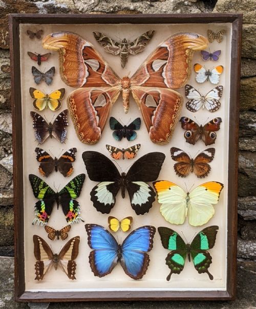 Antique Butterfly Moth Specimens Cased