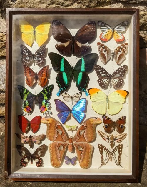 Antique Butterflies Moth Specimen Cased
