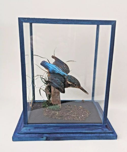 Beautiful Kingfisher Taxidermy ( Alcedo Athis ) in Display Case