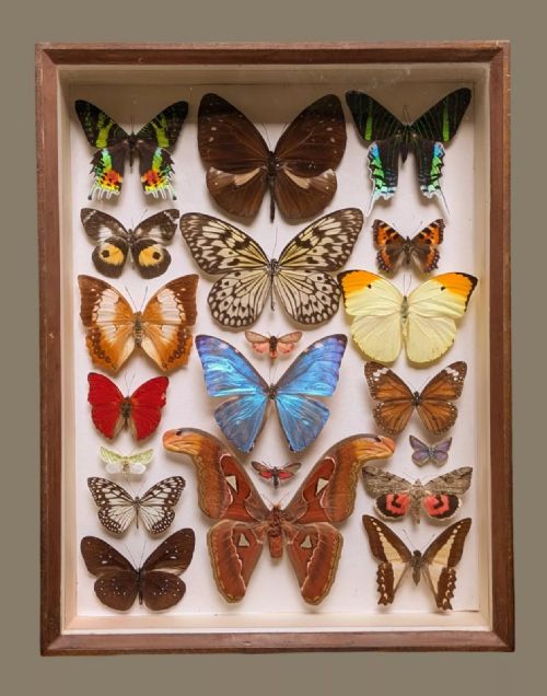 Antique Butterfly and Moth Specimens Case