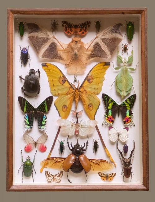 Antique Butterfly Insect Bat Specimen Case
