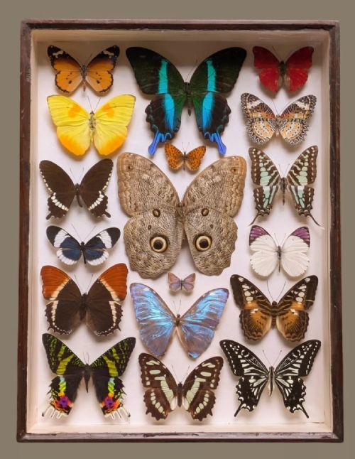 Antique Butterfly Specimens Cased