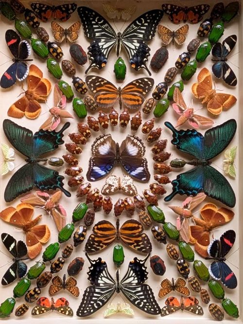 Stunning Cased Butterfly Insect Display