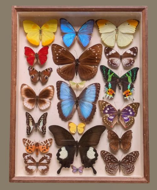 Antique Butterfly Specimens Cased
