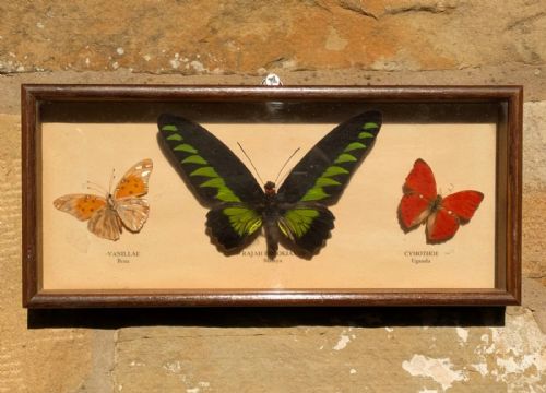 Antique Butterfly Display Mahogany Case