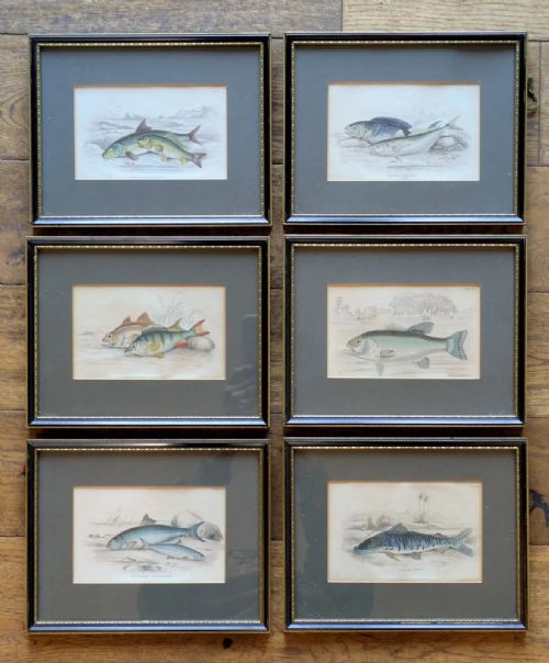 ANTIQUE HAND COLOURED ENGRAVINGS FISH SET OF SIX WH LIZARS