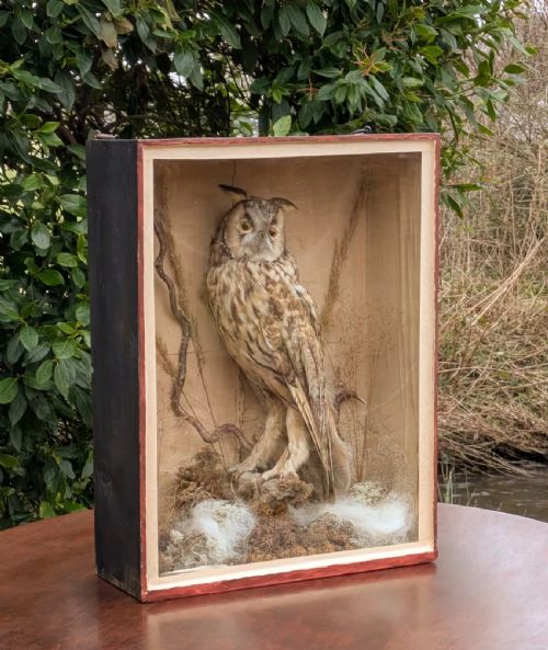 Taxidermy Long Eared Owl