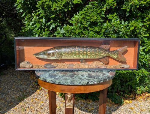 Hand Painted Pike in Glazed Display Case