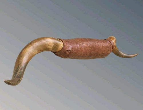 Good Large Set of Longhorn Steer Horns