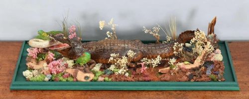 fig 1. A Victorian glass display case containing a taxidermy crocodile holding a snake in its mouth alongside a small parrot, set within a naturalistic diorama on a green wooden base.