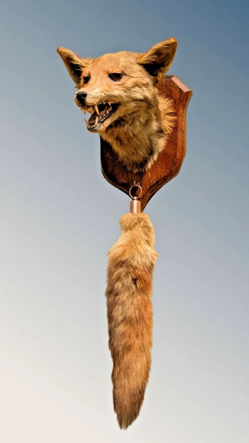 Taxidermy Fox Head and Brush Spicer (Vulpes Vulpes )
