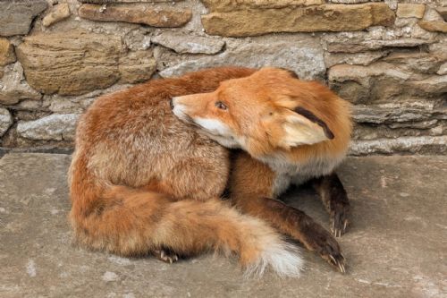 Taxidermy Fox ((Vulpes Vulpes)