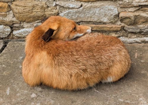 fig 1. Taxidermy Fox ((Vulpes Vulpes)