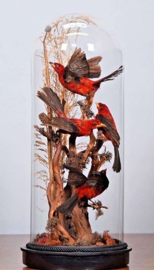 fig 1. Red Brazilian Tanagers In Glass Dome (Ramphocelus bresilius) circa 1880-1899