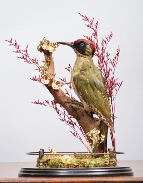 fig 1. Victorian Taxidermy Green Woodpecker & Butterflies In Glass Dome