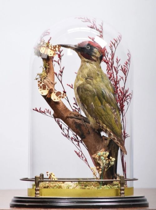 Victorian Taxidermy Green Woodpecker & Butterflies in Glass Dome