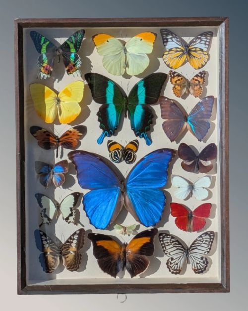 Beautiful Butterfly Collection Cased Display