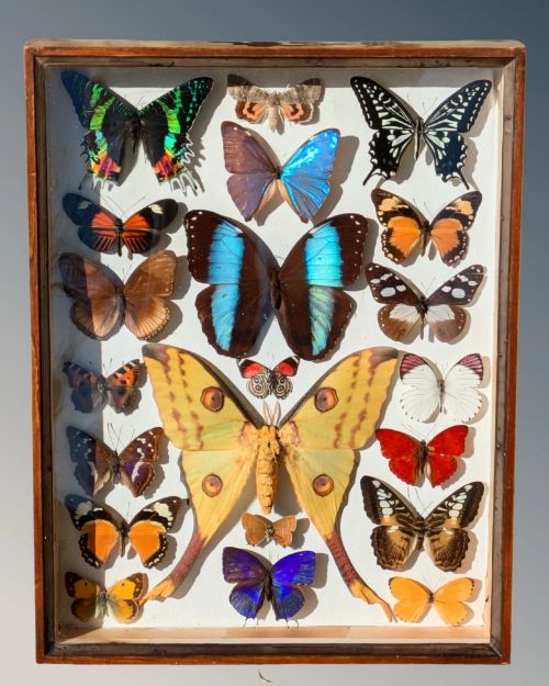 Beautiful Butterfly Tropical Display Cased Collection