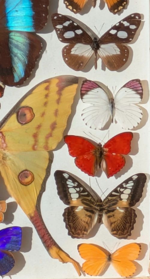 Beautiful Butterfly Tropical Display Cased Collection View V