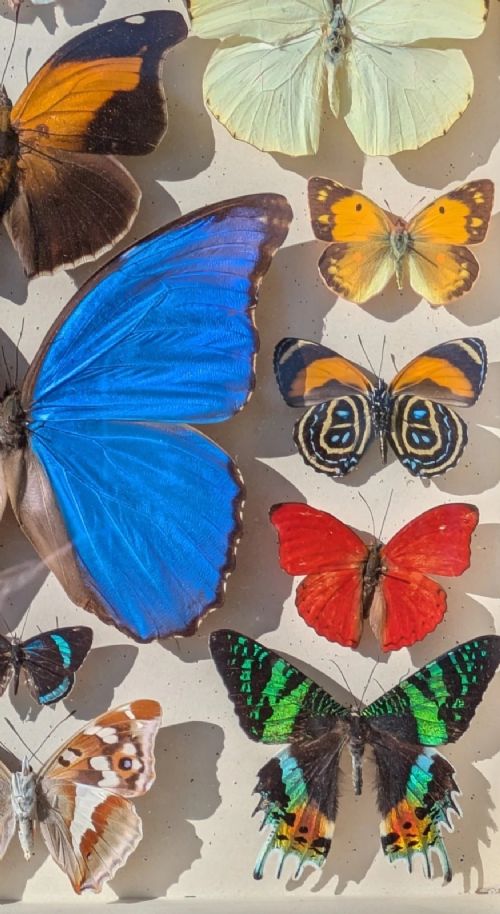 Beautiful Tropical Butterflies Cased Display View IV