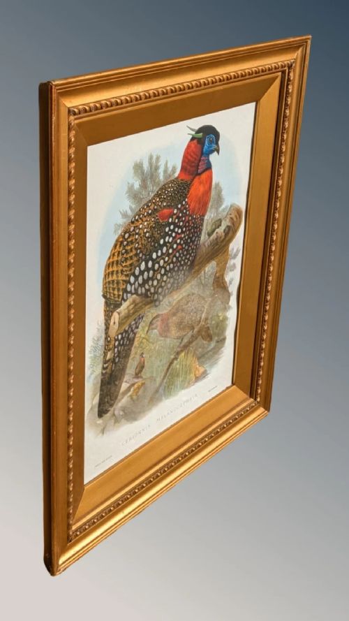 fig 1. A framed 19th-century coloured lithograph displaying a Western Tragopan bird perched on a branch inside a beaded gilt wooden frame.