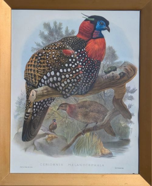 fig 2. A framed 19th-century coloured lithograph displaying a Western Tragopan bird perched on a branch inside a beaded gilt wooden frame.