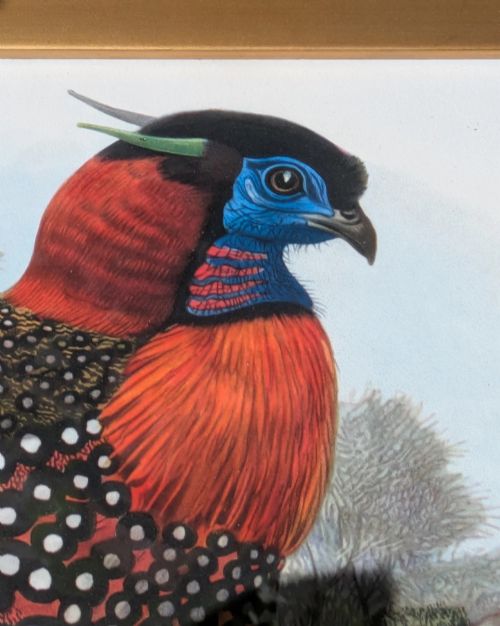 fig 3. A framed 19th-century coloured lithograph displaying a Western Tragopan bird perched on a branch inside a beaded gilt wooden frame.