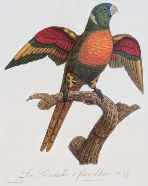 fig 1. An antique hand-coloured lithograph displaying a colourful blue-faced parrot perched on a branch, framed in an ornate carved gold-gilded frame.