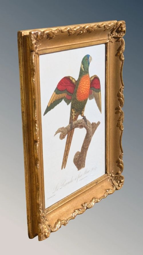 fig 2. An antique hand-coloured lithograph displaying a colourful blue-faced parrot perched on a branch, framed in an ornate carved gold-gilded frame.