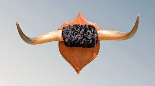 A Set of Steer Horns (Bos Taurus) on Oak Sheild