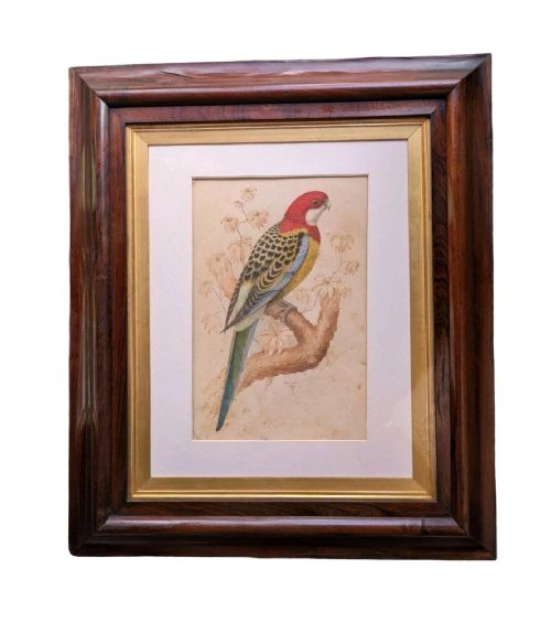 19th Century Watercolour Painting Rosella Parrot Artist R. Hurst