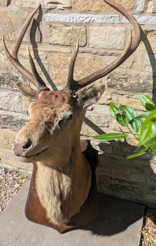 fig 1. A 19th-century taxidermy stag head with branching antlers, mounted on a dark wooden wall shield.
