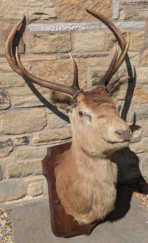 A 19th-century taxidermy stag head with branching antlers, mounted on a dark wooden wall shield. View IV