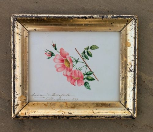 Beautiful Antique Watercolour Wild Rose