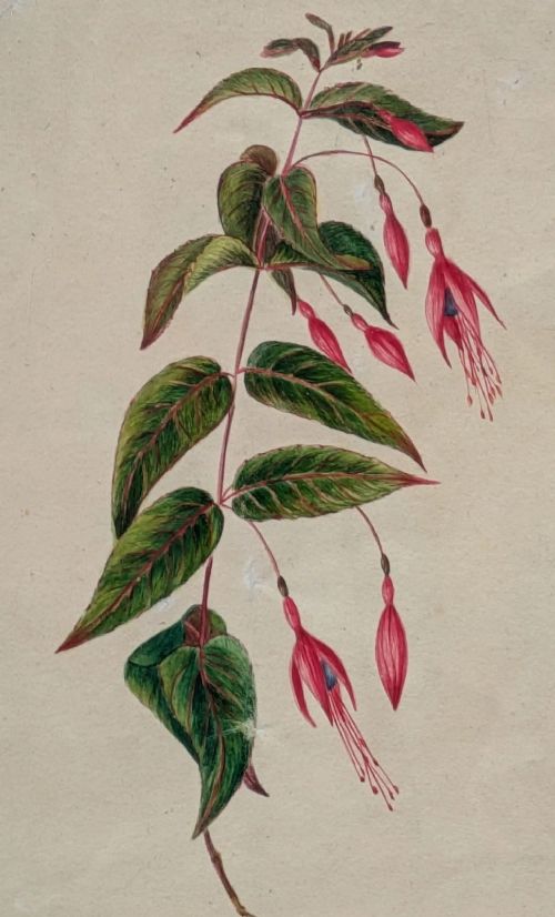 A 19th-century botanical watercolour painting depicting a fuchsia stem with green leaves and pink flowers, presented within a polished wooden frame. View V