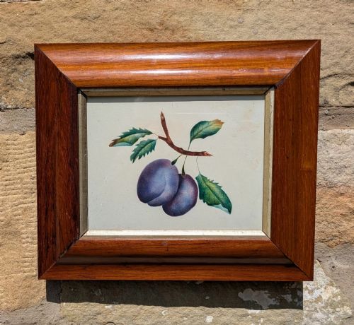 Pretty Botanical Watercolour of Plums Rosewood Frame 19th Century