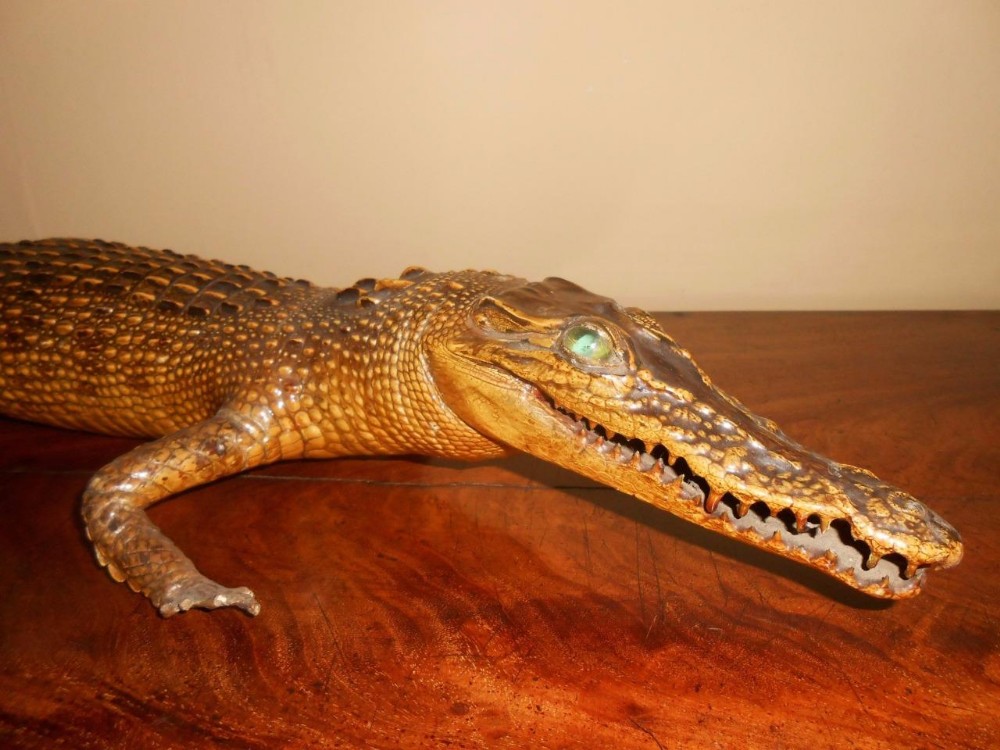 Victorian Taxidermy Caiman Crocodile