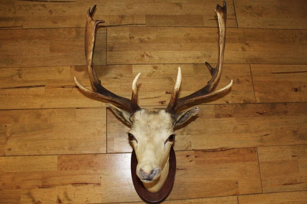 Vintage Taxidermy Deer Full Head Red Deer Oak Mount