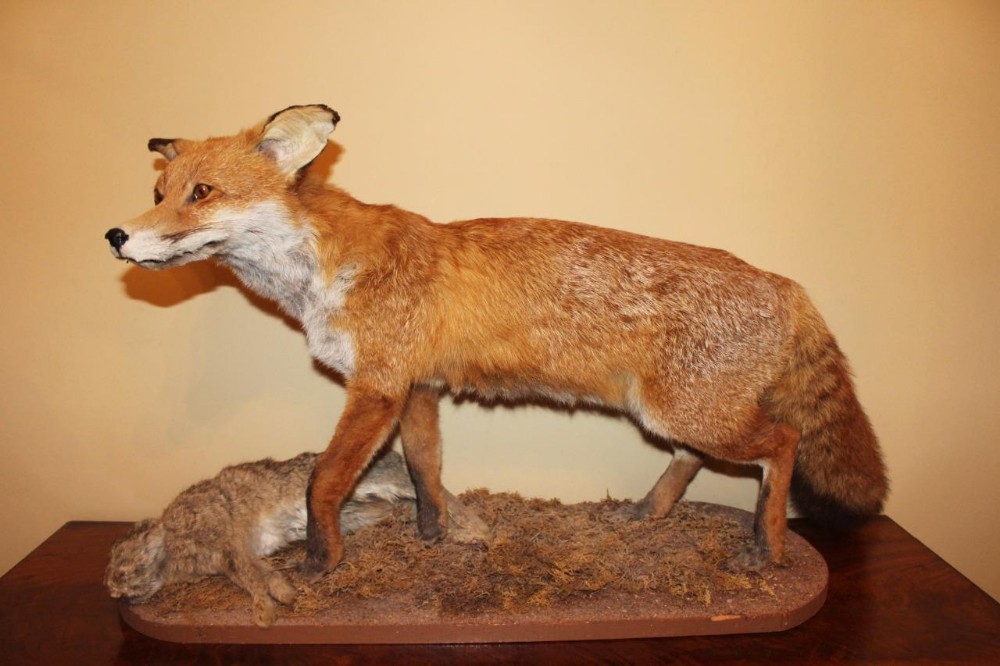 Taxidemy Fox Full Mount Vixen and Rabbit