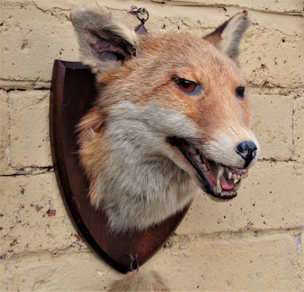 Taxidermy Fox Mask & Brush. E. F. Spicer 1850 -1927