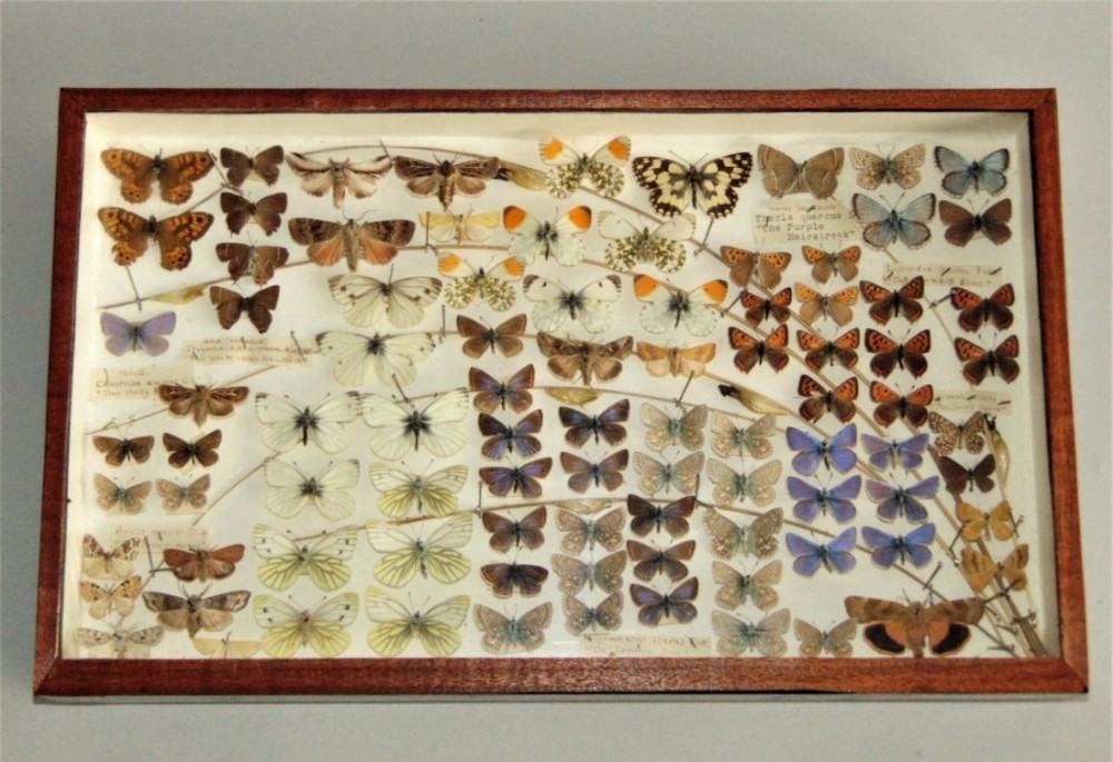 Scientific Butterfly Specimen Collection Circa 1900