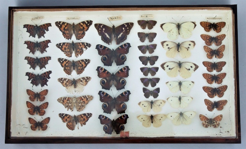 Victorian Butterfly Specimen Display Case