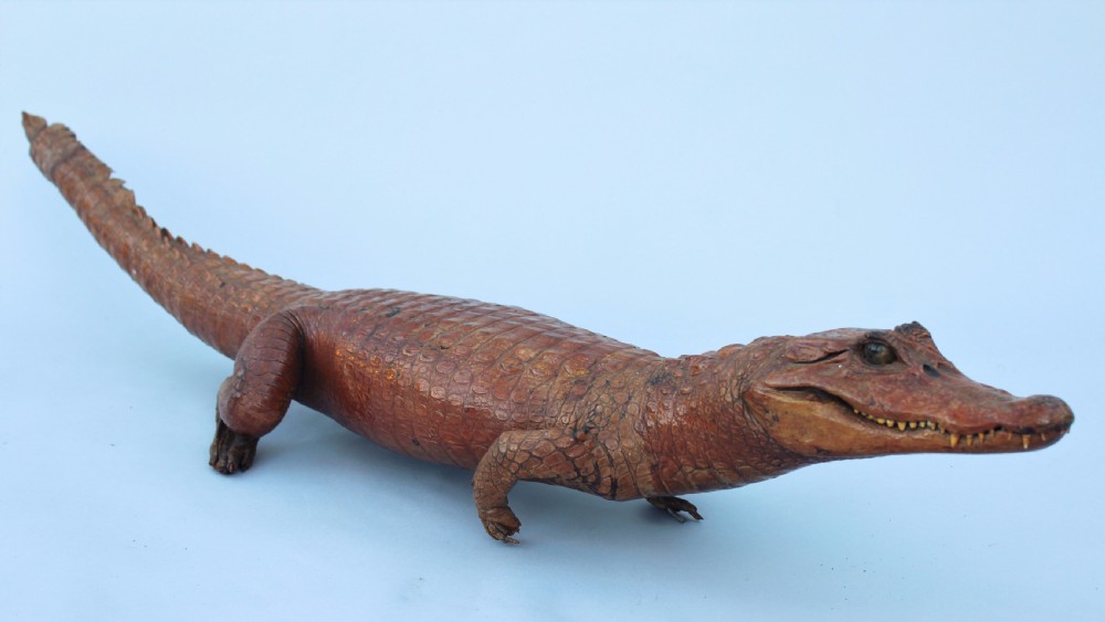 Antique Taxidermy Caimen Crocodile