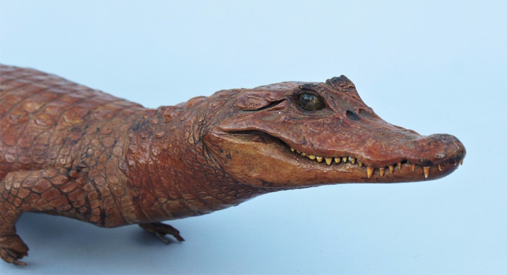 Antique Taxidermy Caimen Crocodile View II