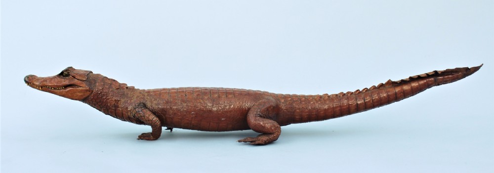 Antique Taxidermy Caimen Crocodile View III